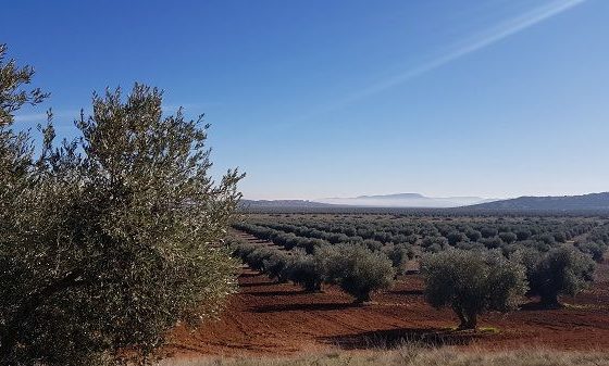 La Interprofesional del Aceite de Oliva Español exige a la Administración Española acciones contundentes para atajar la grave crisis que atraviesa el sector