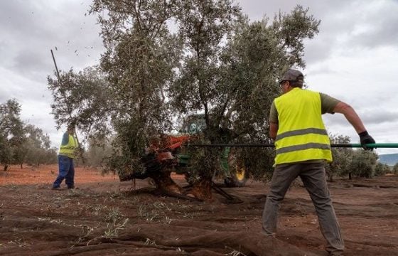 Sectores estratégicos de nuestra agro-economía solicitan al presidente del Gobierno que responda con contundencia a los ataques de la Administración Trump