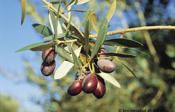 Aceite de oliva empeltre