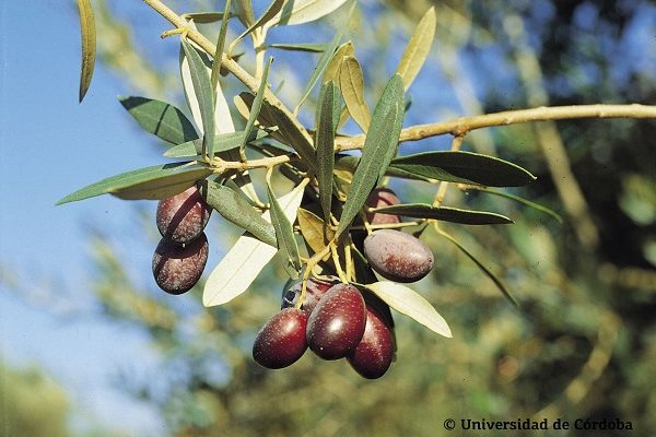 Aceite de oliva empeltre