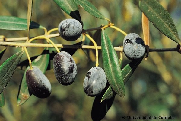 Aceite de oliva Farga